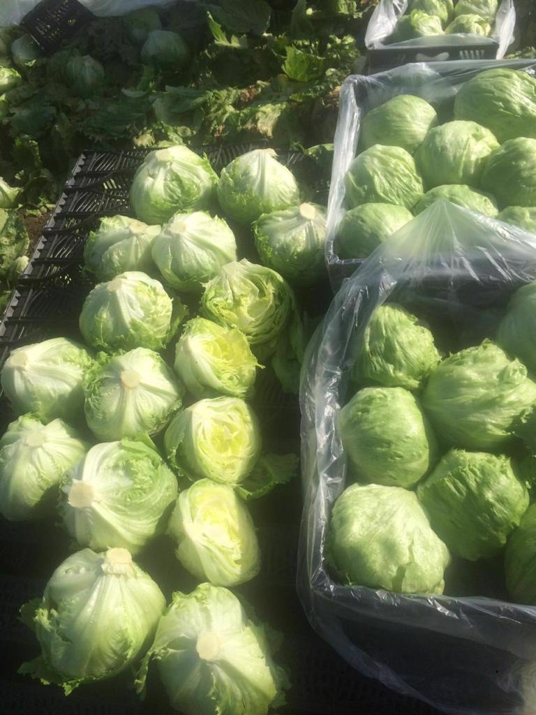 Product image - We are  ( Kemet farms )  here  in Egypt
we export all agricultural crops with high quality .
fresh iceberg lettuce 
● we can Delivery your request for any country
● Grade A
● packing : 10 /12  kg plastic box
● for Orders please send your message call Us +201271817478
Or send Email : kemetfarmsdonia@gmail.com
● Export  manager
mrs/ Donia Mostafa
